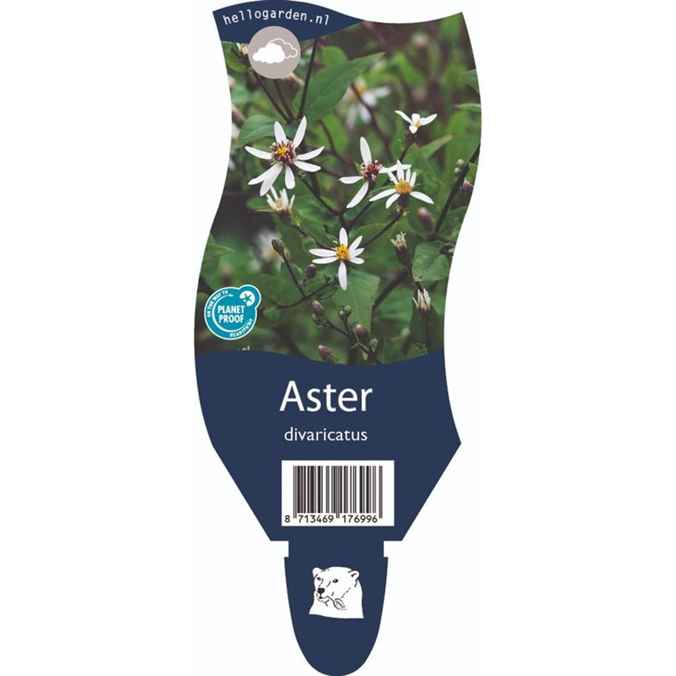 Skogsaster – Aster divaricatus - P11